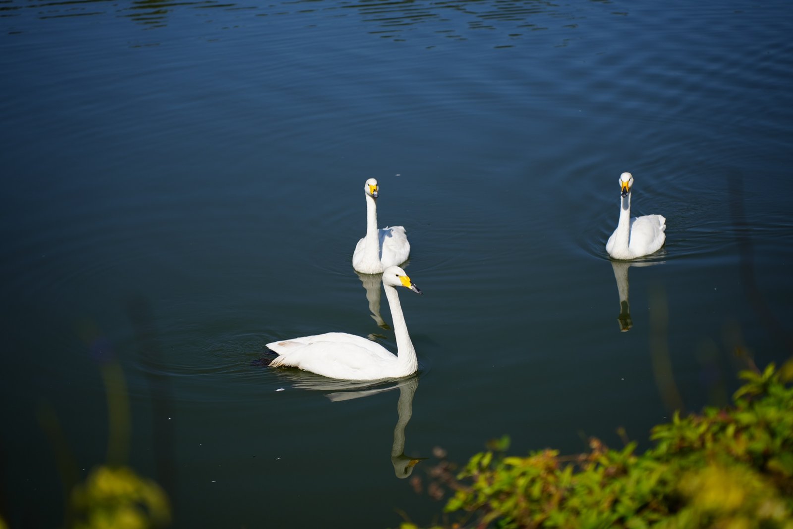 Biodiversity Conservation